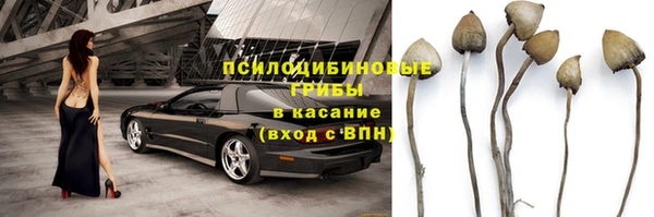 прущие грибы Новодвинск