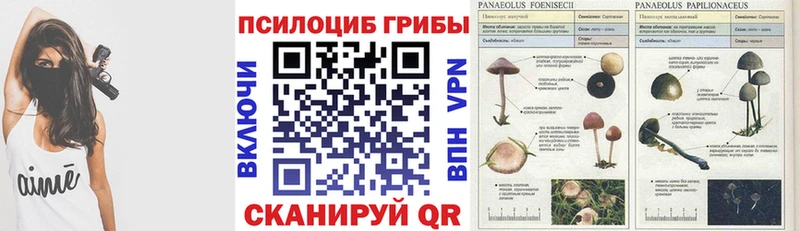 Псилоцибиновые грибы мицелий  блэк спрут ссылки  Лабинск 
